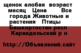 щенок алобая .возраст 1 месяц › Цена ­ 7 - Все города Животные и растения » Птицы   . Башкортостан респ.,Караидельский р-н